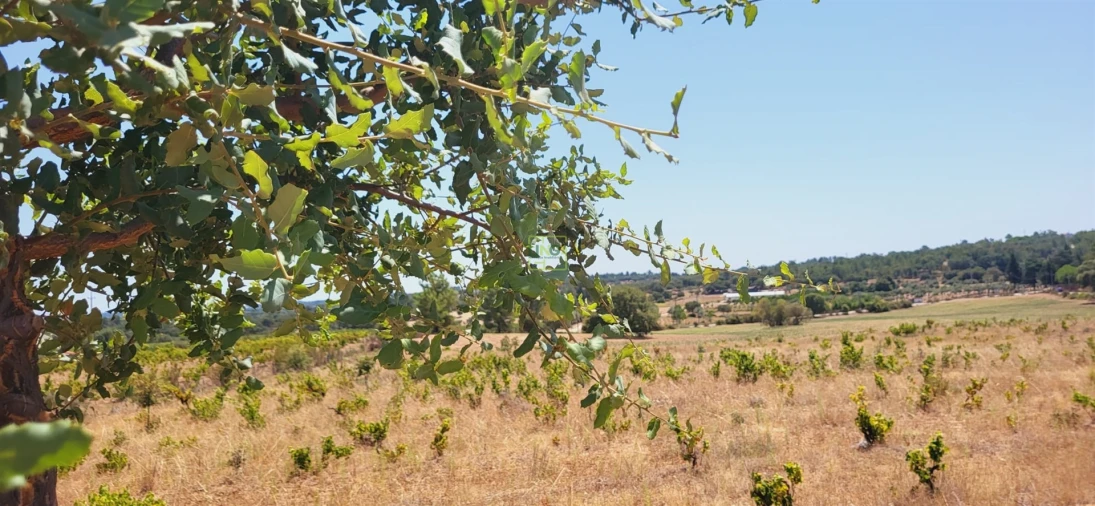 Terreno Agricola ou Rústico para Venda em Tinalhas Foto 5