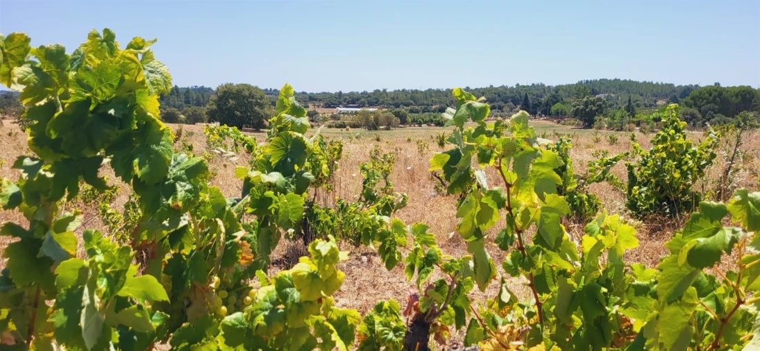 Terreno Agricola ou Rústico para Venda em Tinalhas Foto 7