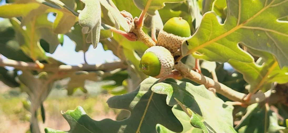 Terreno Agricola ou Rústico para Venda em Tinalhas Foto 11