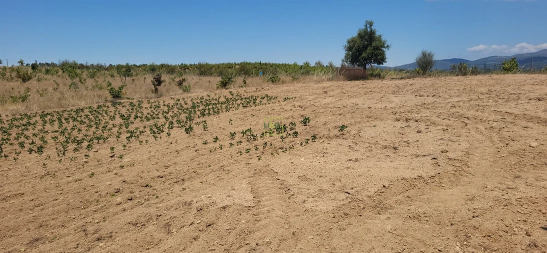 Terreno Agricola ou Rústico para Venda em Tinalhas Foto 20