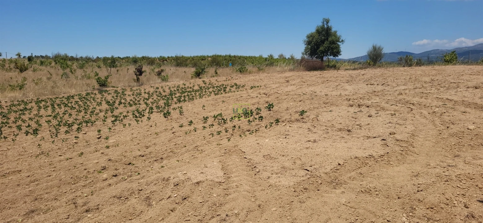 Terreno Agricola ou Rústico para Venda em Tinalhas Foto 20