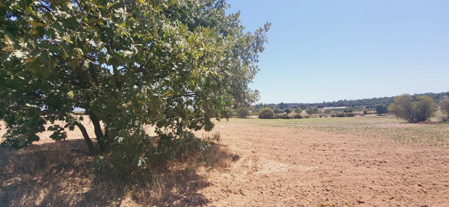 Terreno Agricola ou Rústico para Venda em Tinalhas Foto 14