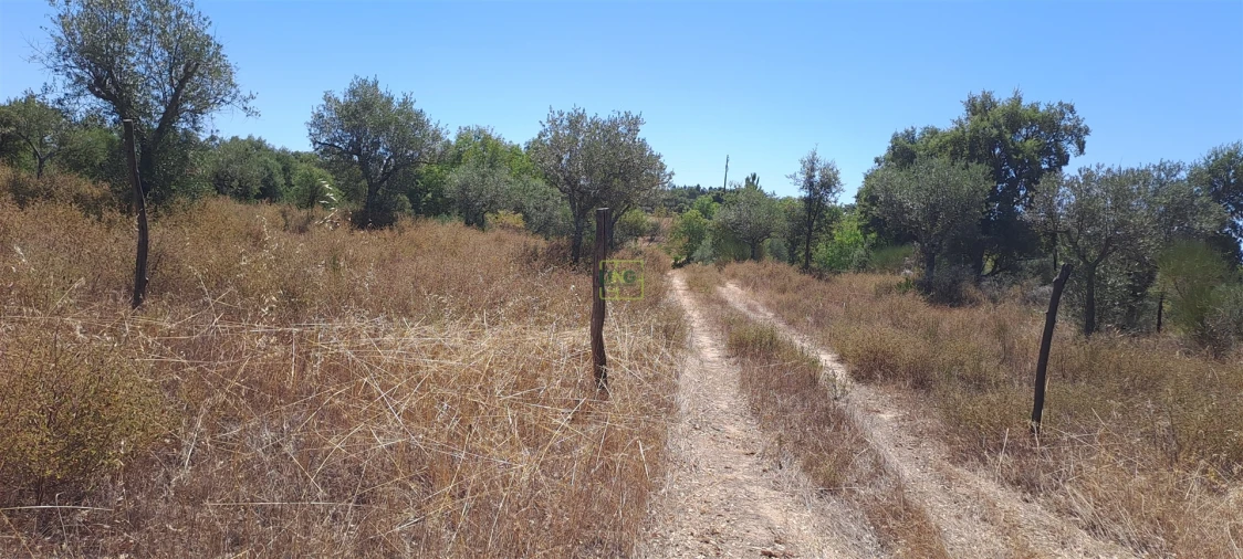 Terreno Agricola ou Rústico para Venda em São Miguel de Acha Foto 10