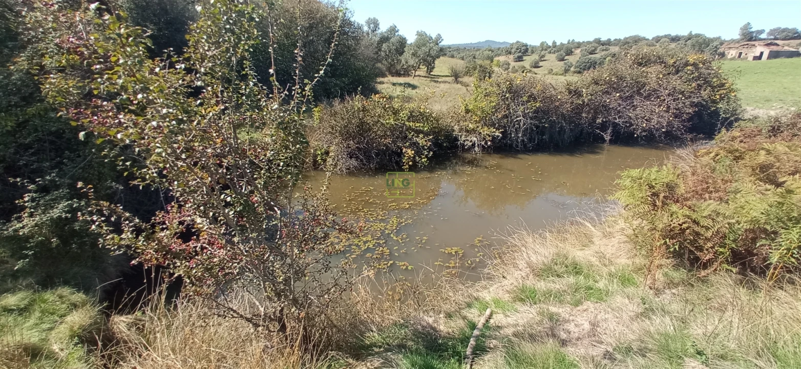 Quinta T0 para Venda em Penamacor Foto 6