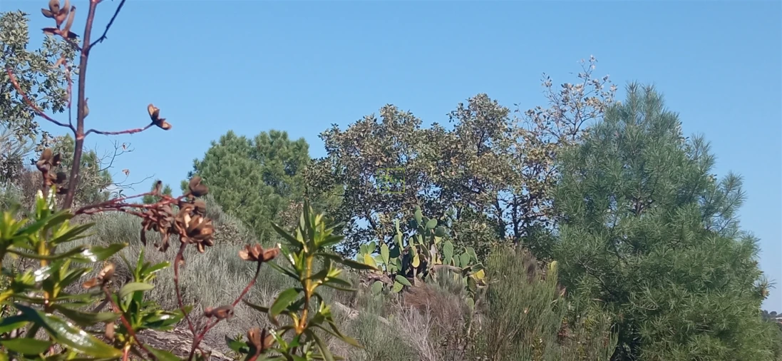 Terreno para Venda em Aranhas Foto 4