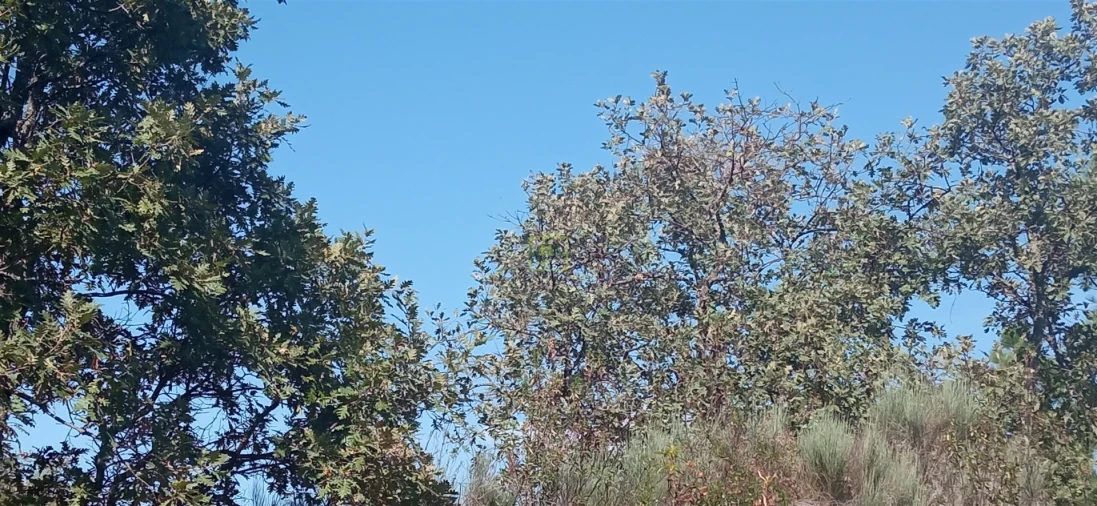 Terreno para Venda em Aranhas Foto 9