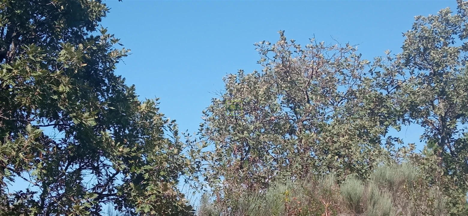 Terreno para Venda em Aranhas Foto 9