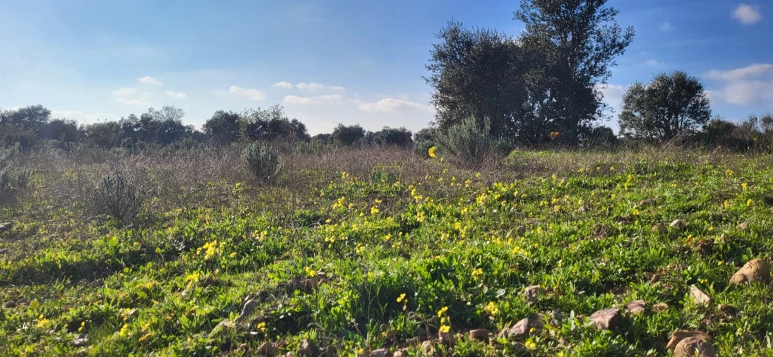 Terreno Agricola ou Rústico para Venda em Toulões Foto 3