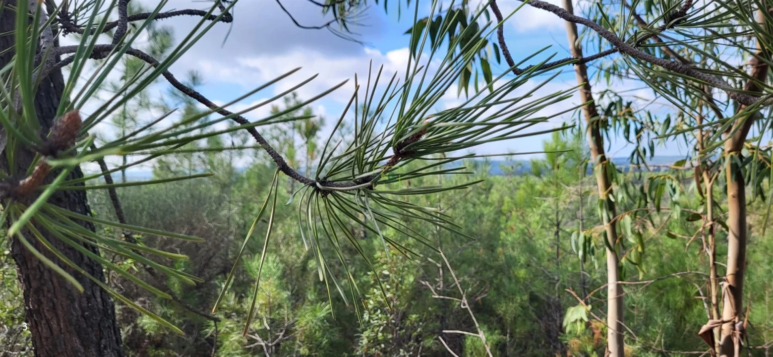 Terreno Agricola ou Rústico para Venda em Toulões Foto 4