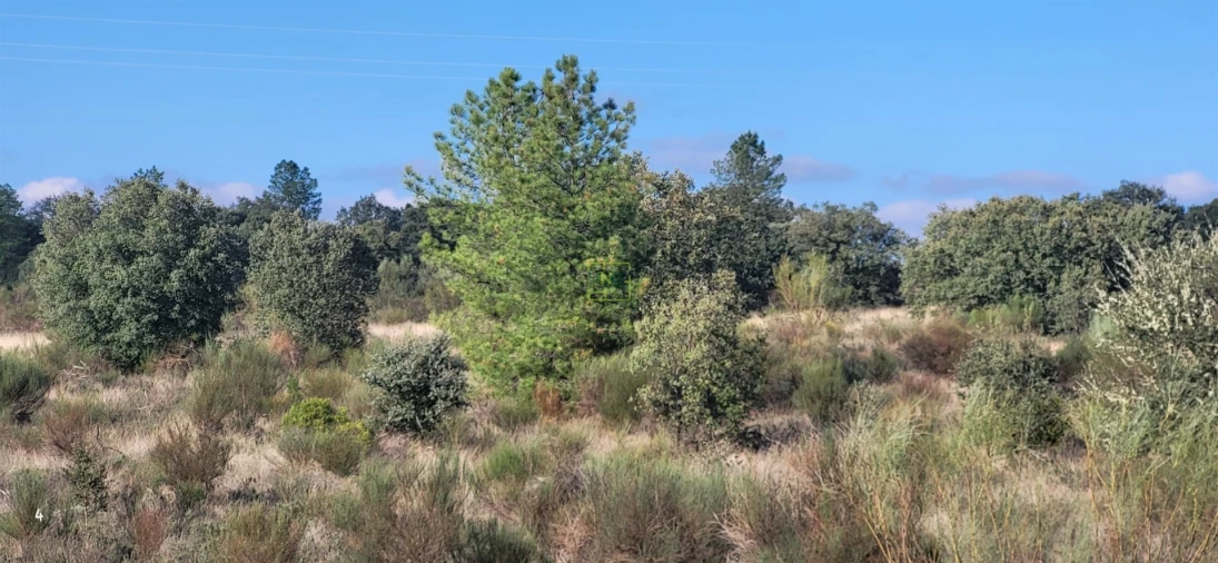 Terreno Agricola ou Rústico para Venda em Toulões Foto 9
