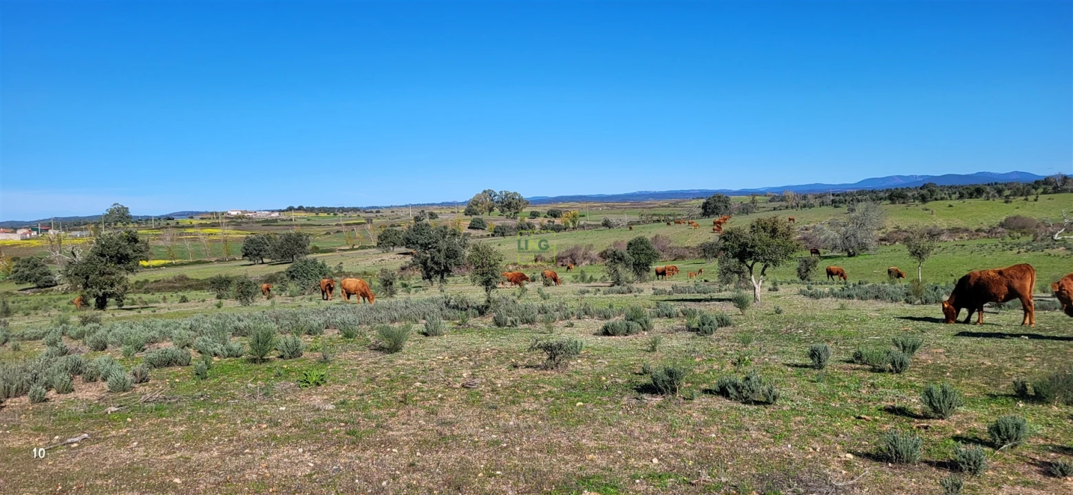 Quinta T0 para Venda em Idanha-A-Nova e Alcafozes Foto 4