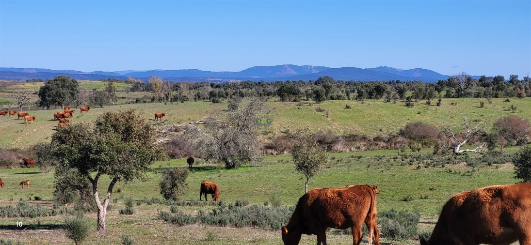 Quinta T0 para Venda em Idanha-A-Nova e Alcafozes Foto 8