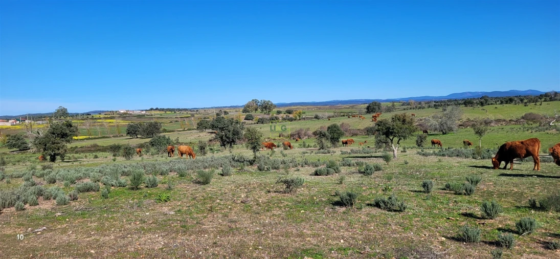 Quinta T0 para Venda em Idanha-A-Nova e Alcafozes Foto 4