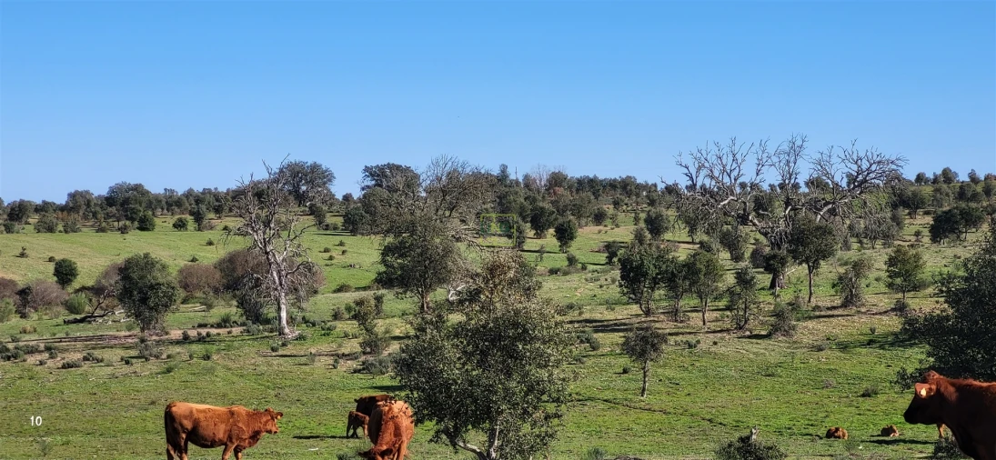 Quinta T0 para Venda em Idanha-A-Nova e Alcafozes Foto 9