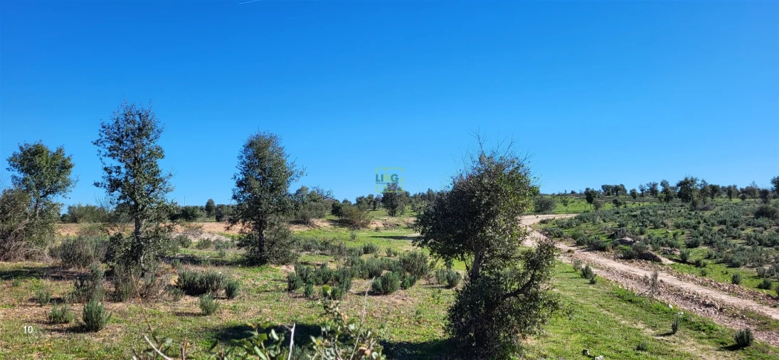 Quinta T0 para Venda em Idanha-A-Nova e Alcafozes Foto 17