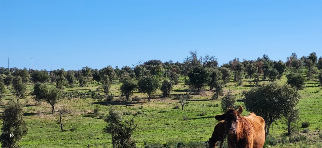 Quinta T0 para Venda em Idanha-A-Nova e Alcafozes Foto 10