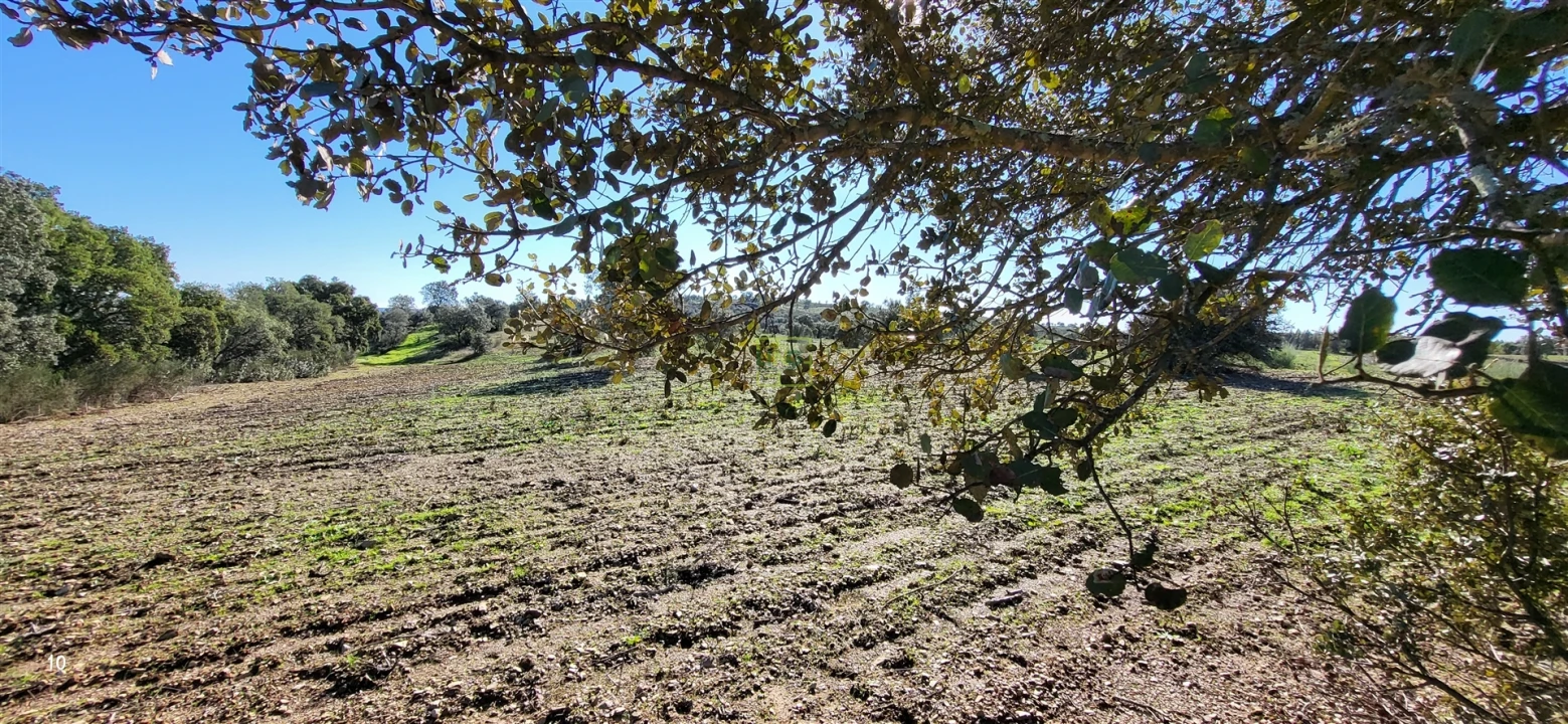 Quinta T0 para Venda em Idanha-A-Nova e Alcafozes Foto 42