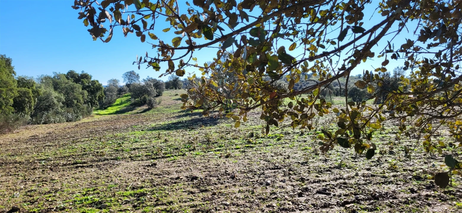 Quinta T0 para Venda em Idanha-A-Nova e Alcafozes Foto 43
