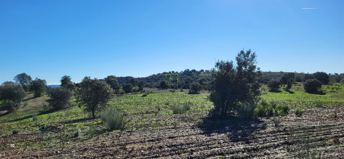 Quinta T0 para Venda em Idanha-A-Nova e Alcafozes Foto 44