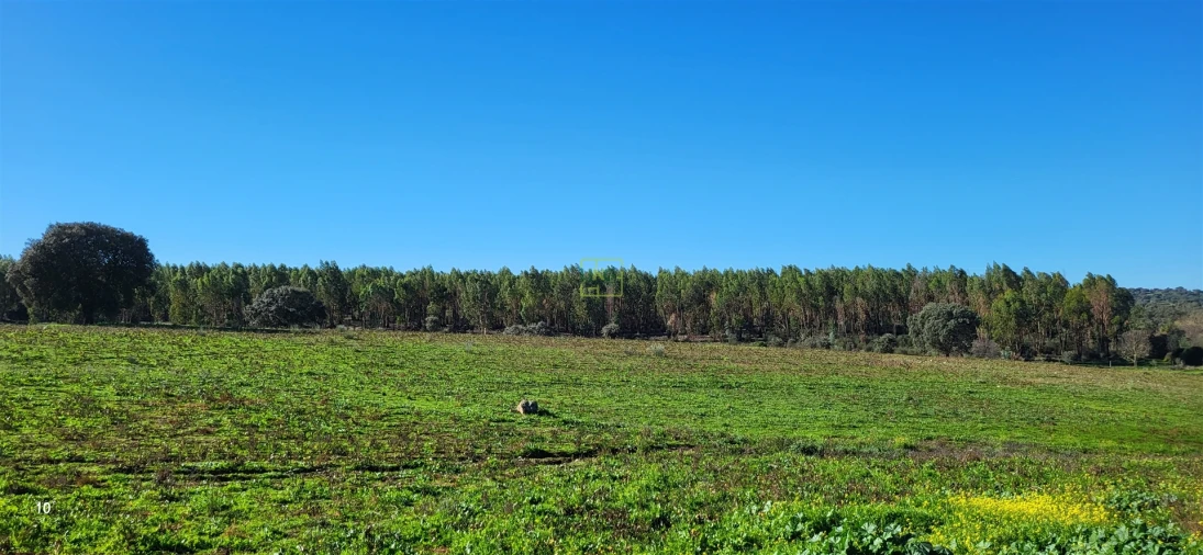 Quinta T0 para Venda em Idanha-A-Nova e Alcafozes Foto 28