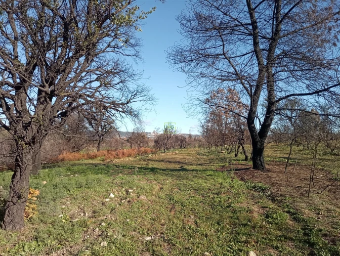 Quinta T0 para Venda em Aldeia do Bispo, Águas e Aldeia de João Pires Foto 4