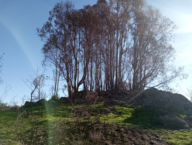 Quinta T0 para Venda em Aldeia do Bispo, Águas e Aldeia de João Pires Foto 5