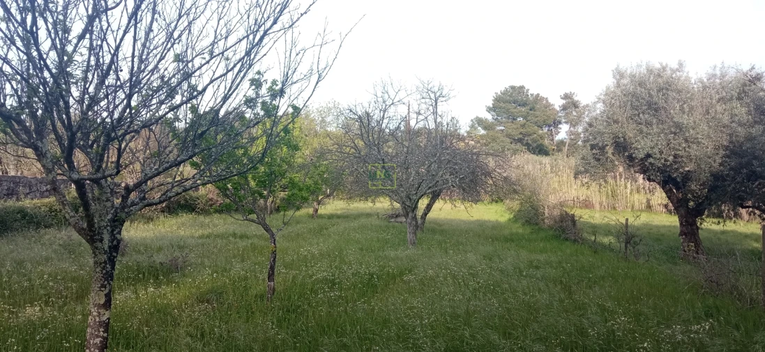 Terreno para Venda em Pedrógão de São Pedro e Bemposta Foto 14