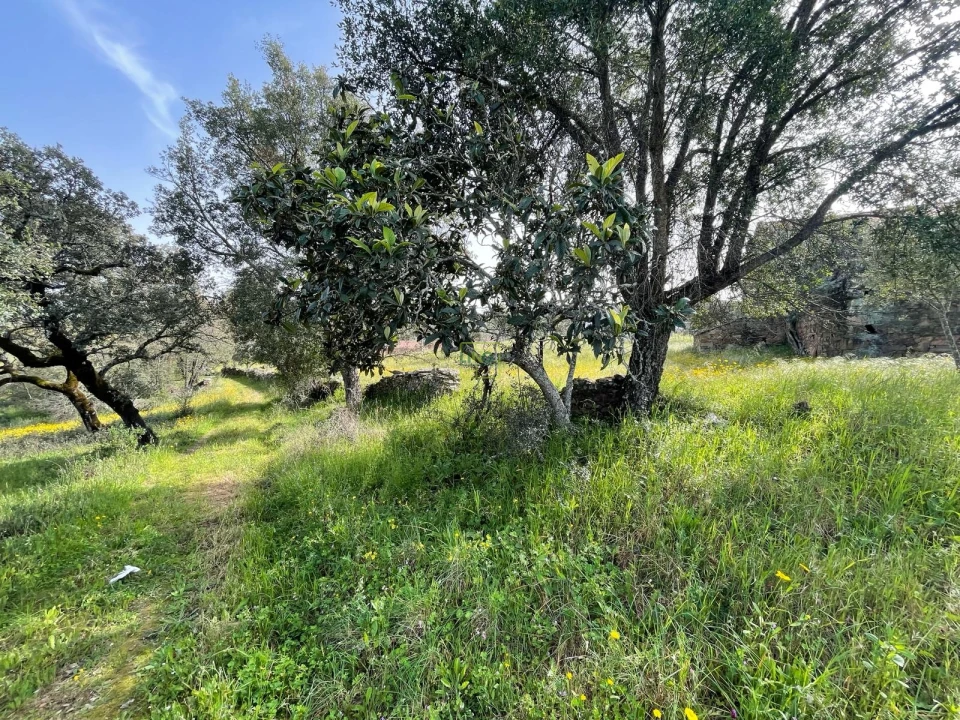Quinta T3 para Venda em Sarzedas Foto 18