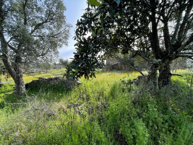 Quinta T3 para Venda em Sarzedas Foto 17