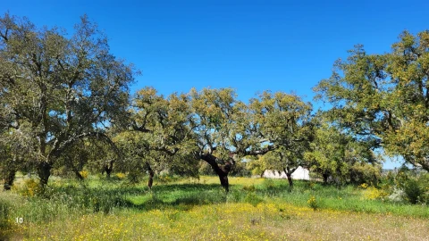 Quinta T2 para Venda em Castelo Branco