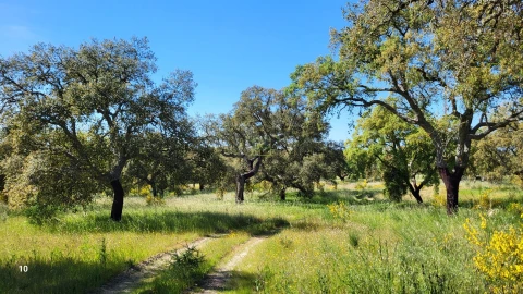 Quinta T2 para Venda em Castelo Branco