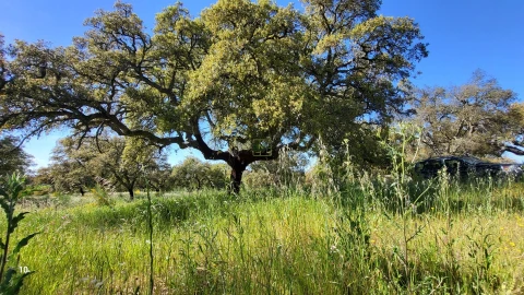 Quinta T2 para Venda em Castelo Branco