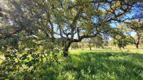 Quinta T2 para Venda em Castelo Branco