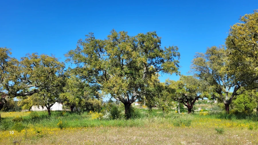 Quinta T2 para Venda em Castelo Branco Foto 19