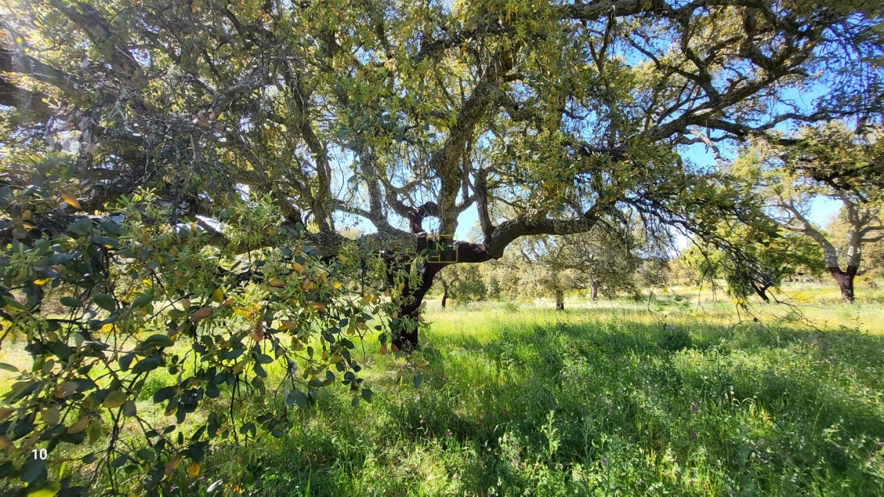 Quinta T2 para Venda em Castelo Branco Foto 9