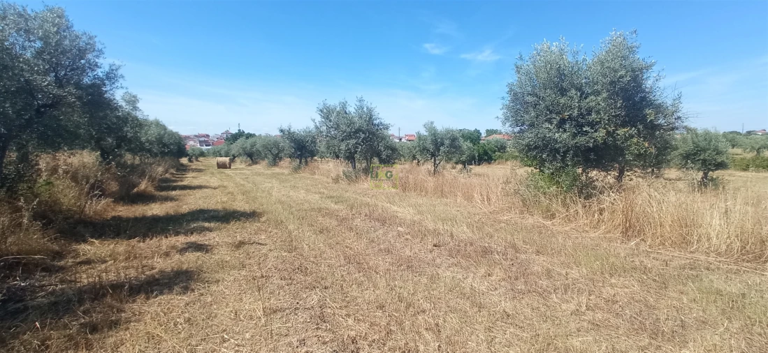 Terreno Agricola ou Rústico para Venda em Ladoeiro Foto 9