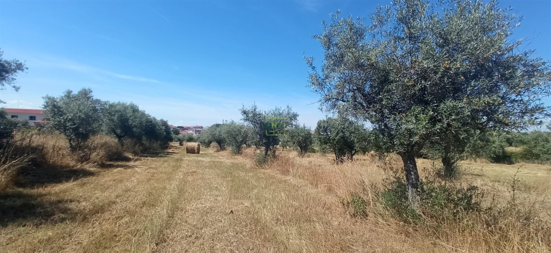 Terreno Agricola ou Rústico para Venda em Ladoeiro Foto 3