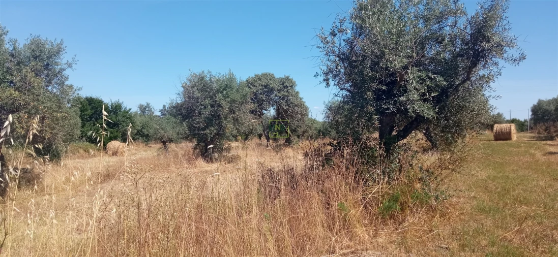 Terreno Agricola ou Rústico para Venda em Ladoeiro Foto 1