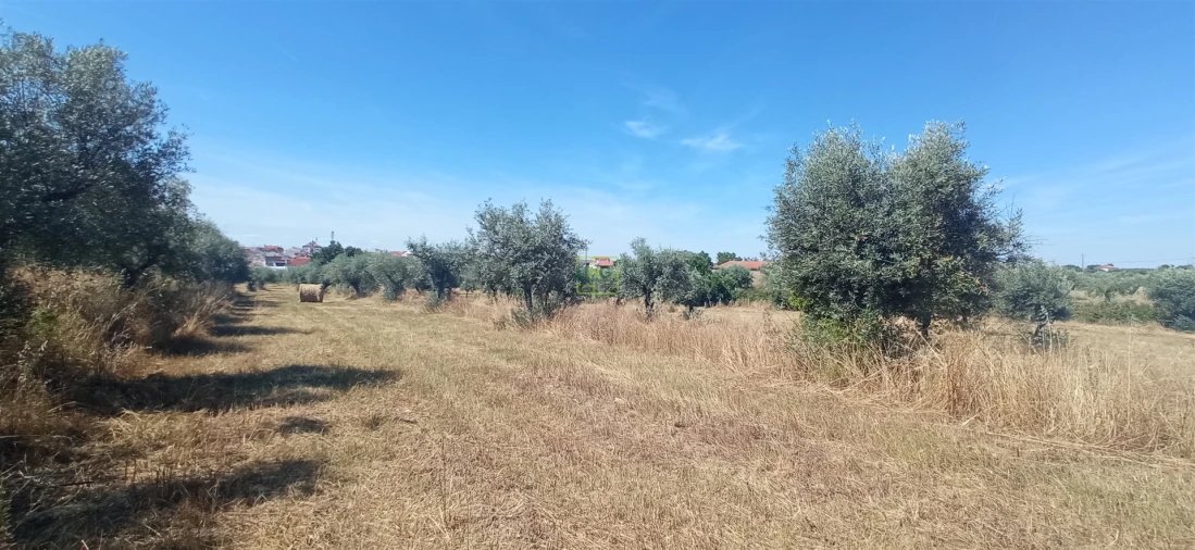 Terreno Agricola ou Rústico para Venda em Ladoeiro Foto 10