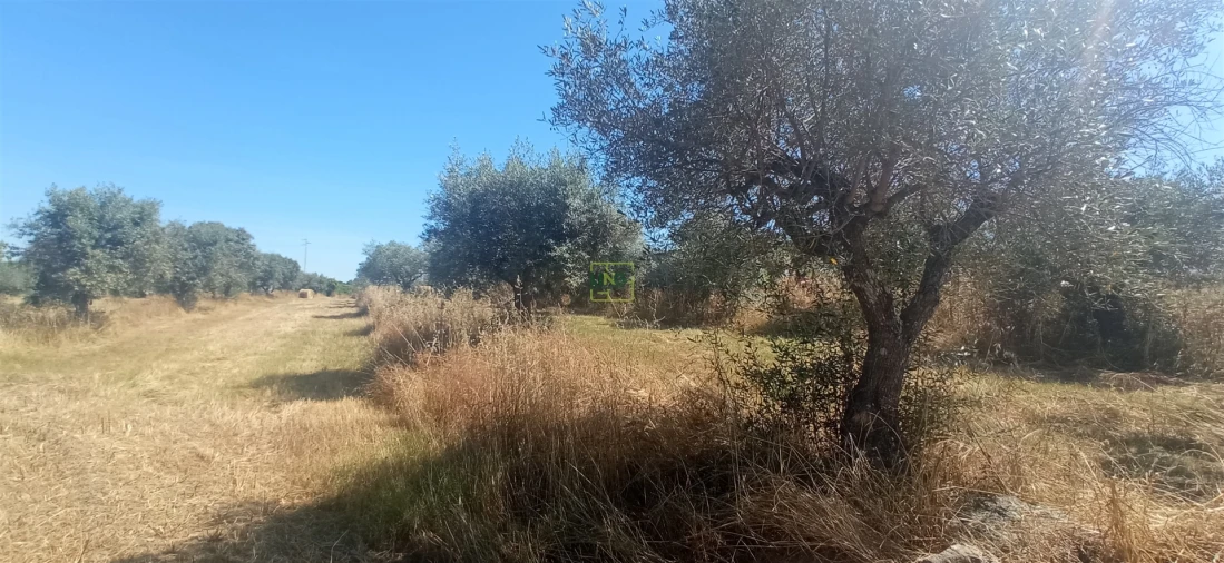 Terreno Agricola ou Rústico para Venda em Ladoeiro Foto 17