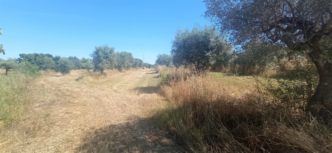Terreno Agricola ou Rústico para Venda em Ladoeiro Foto 18