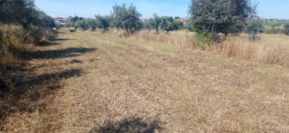 Terreno Agricola ou Rústico para Venda em Ladoeiro Foto 11