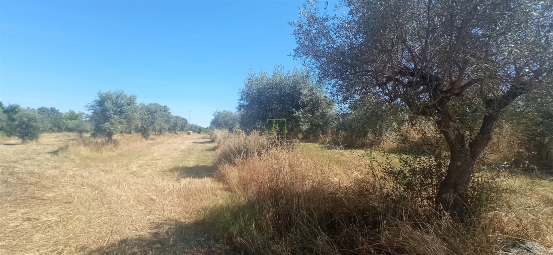 Terreno Agricola ou Rústico para Venda em Ladoeiro Foto 16
