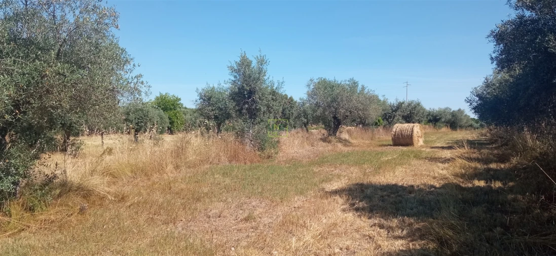 Terreno Agricola ou Rústico para Venda em Ladoeiro Foto 2