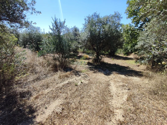 Terreno Agricola ou Rústico para Venda em Aldeia do Bispo, Águas e Aldeia de João Pires Foto 6