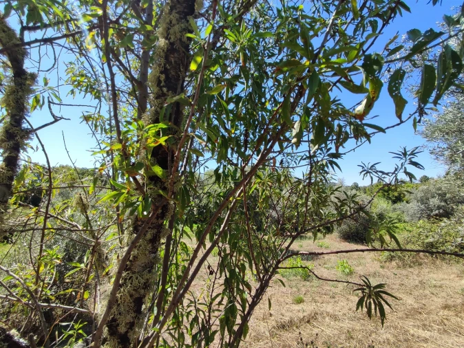 Terreno Agricola ou Rústico para Venda em Aldeia do Bispo, Águas e Aldeia de João Pires Foto 9