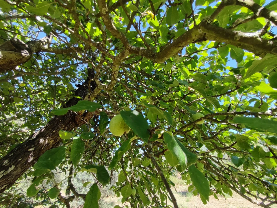 Terreno Agricola ou Rústico para Venda em Aldeia do Bispo, Águas e Aldeia de João Pires Foto 17