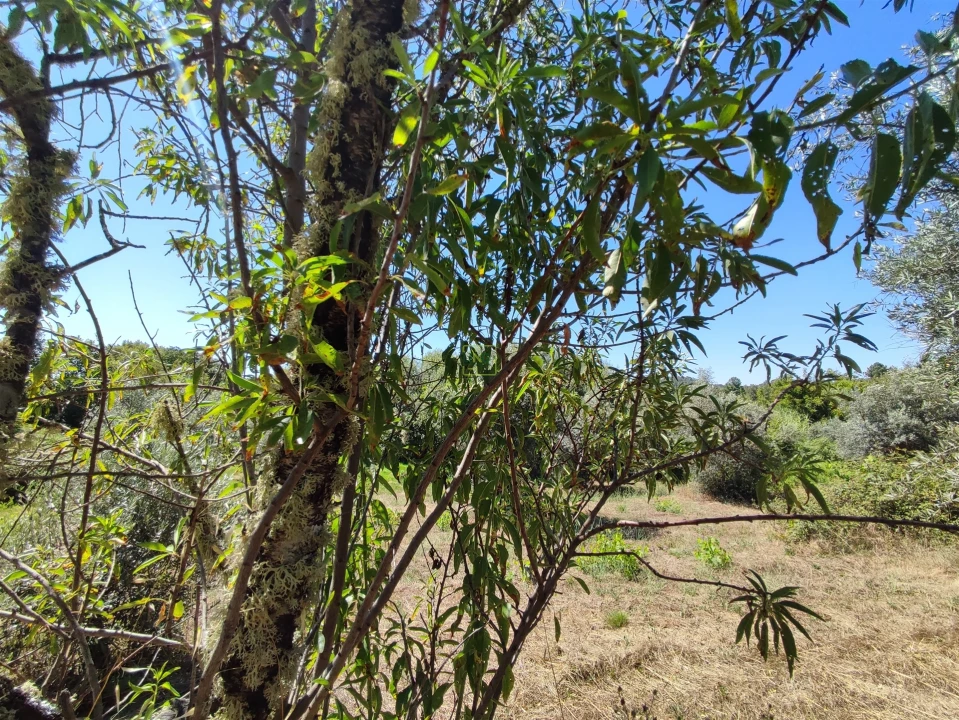 Terreno Agricola ou Rústico para Venda em Aldeia do Bispo, Águas e Aldeia de João Pires Foto 9