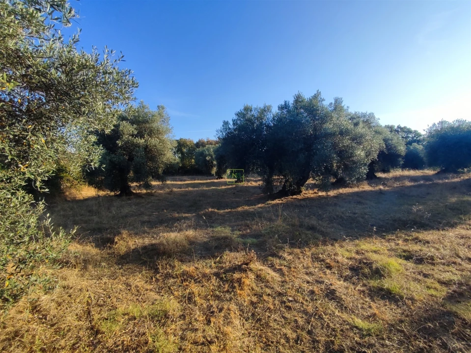 Terreno Agricola ou Rústico para Venda em Penamacor Foto 22