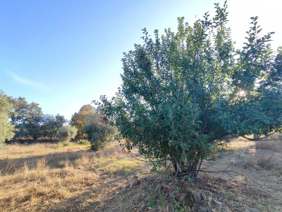 Terreno Agricola ou Rústico para Venda em Penamacor Foto 8